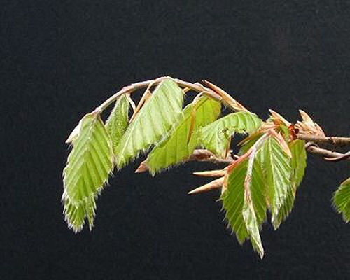 Beech bonsai defoliation