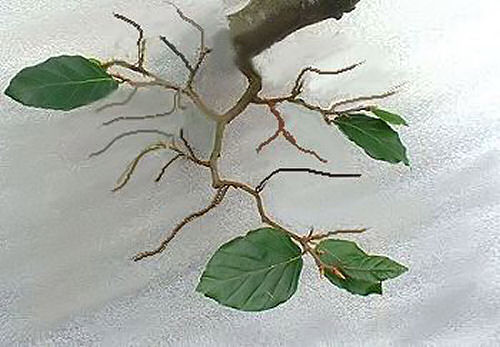 Beech bonsai defoliation