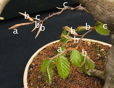 Beech bonsai defoliation