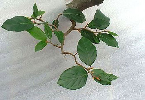 Beech bonsai defoliation