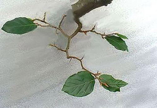 Beech bonsai defoliation