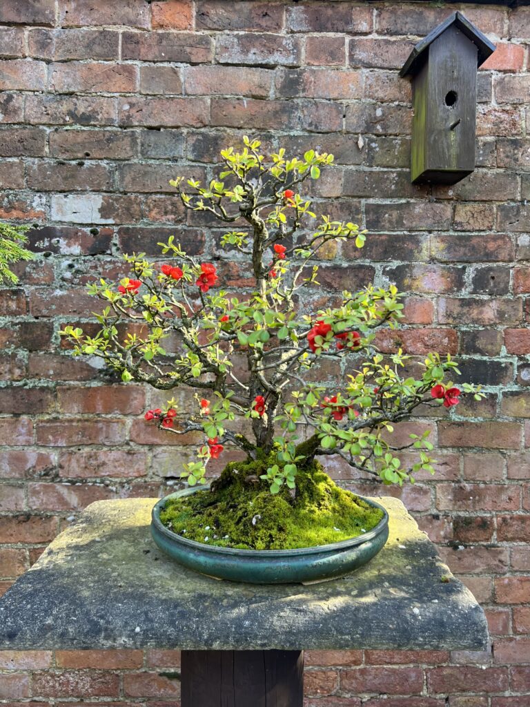 Chaenomeles/ Flowering Quince Bonsai