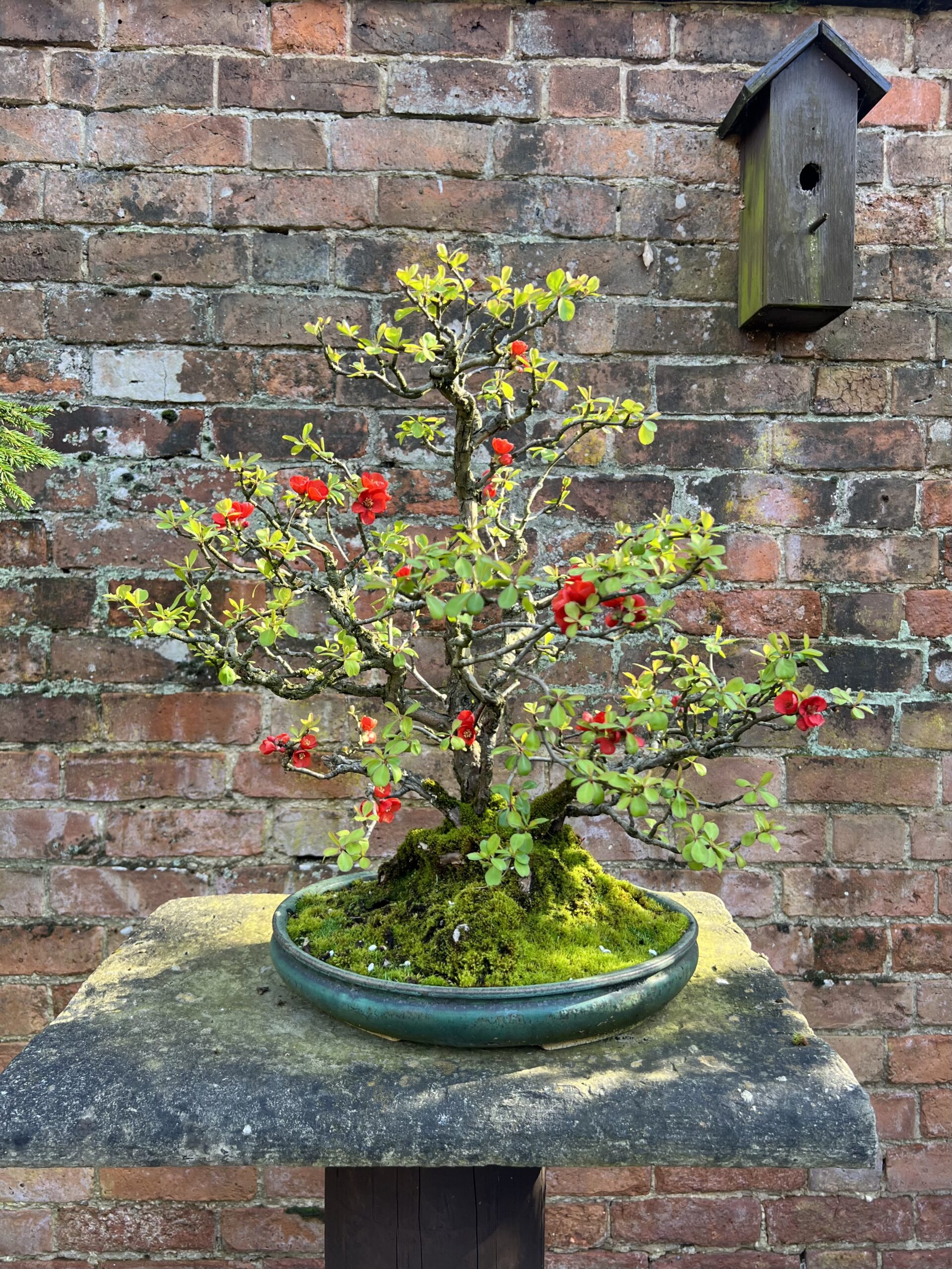 Chaenomeles/ Flowering Quince Bonsai – Bonsai4Me