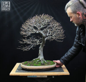 Beech bonsai ramification and defoliation
