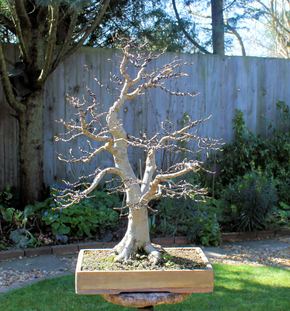 hornbeam bonsai defoliation