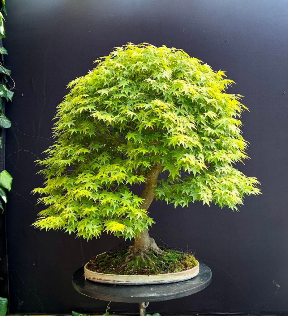Acer palmatum/Mountain Maple bonsai