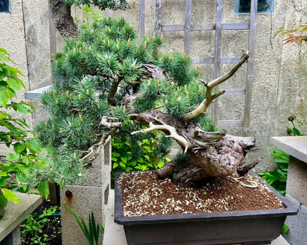 Scots Pine yamadori bonsai