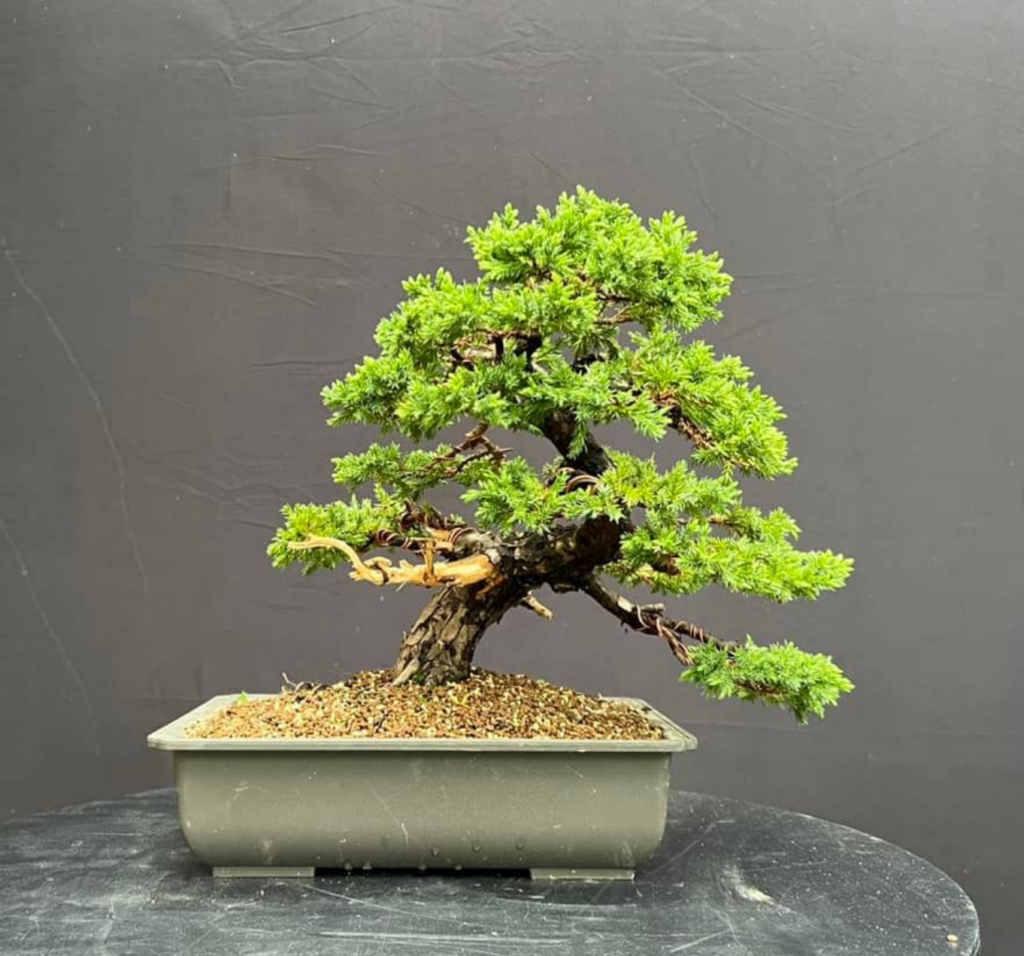 Juniper procumbens bonsai
