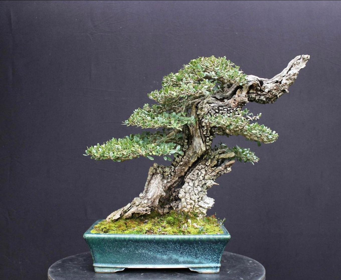 A Olea sylvestris/Wild Olive bonsai Bonsai4Me
