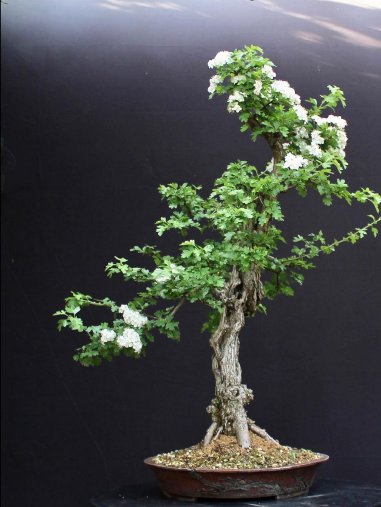 Hawthorn bonsai