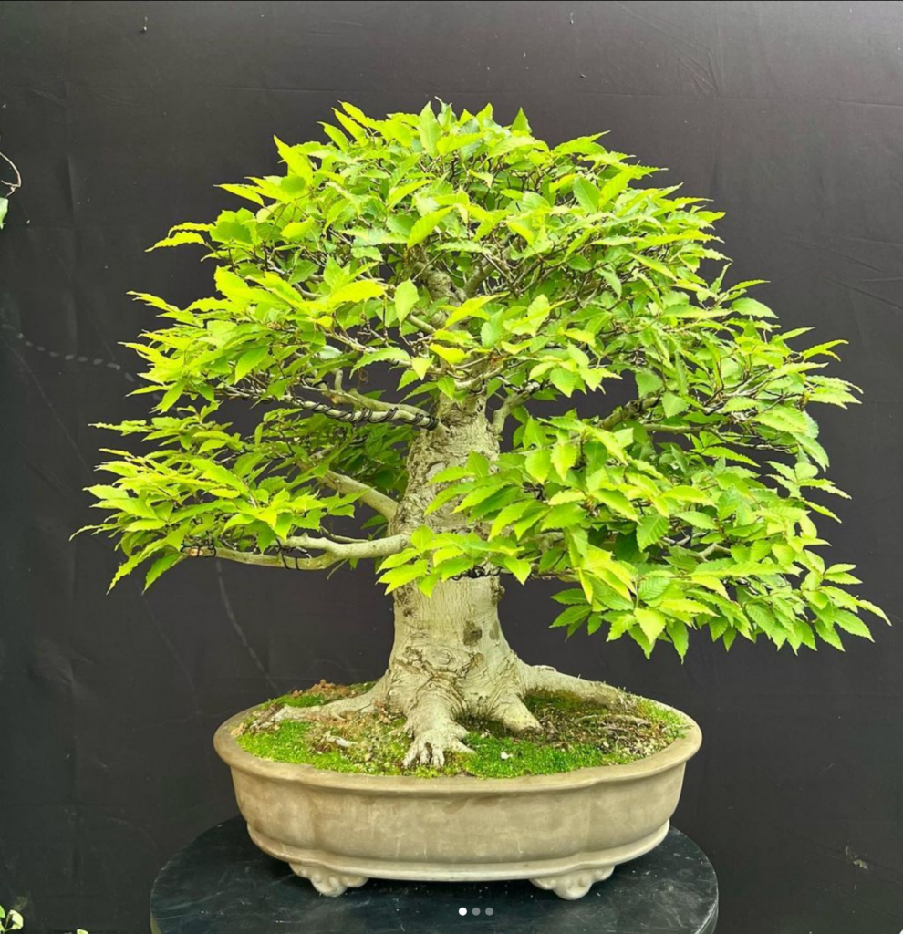 Japanese White Beech bonsai