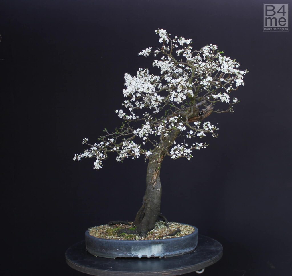 Blackthorn bonsai