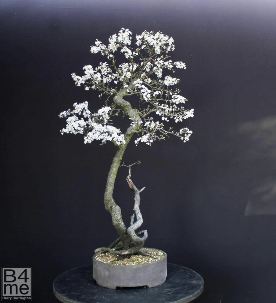 blackthorn bonsai