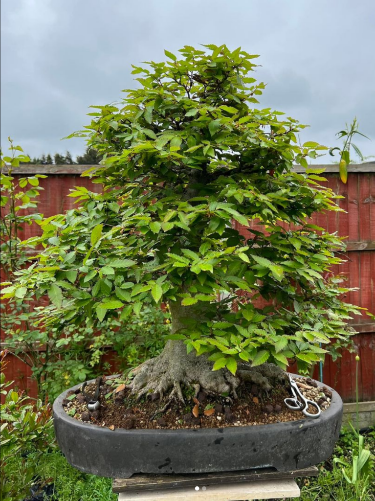 Fagus Crenata/Japanese Beech bonsai