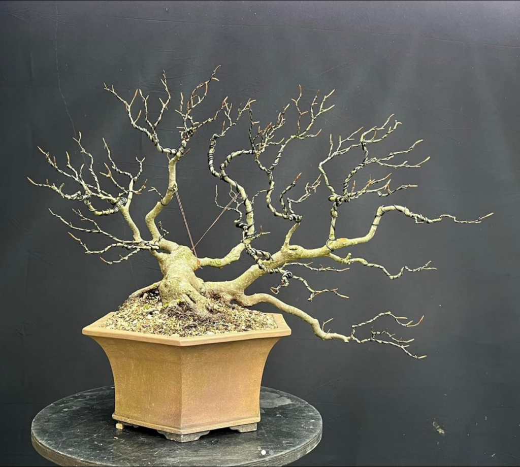 European Beech bonsai