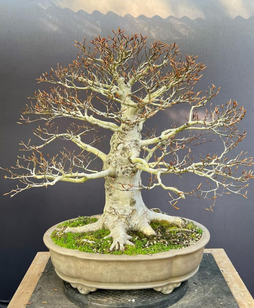 Fagus crenata/Japanese White Beech bonsai