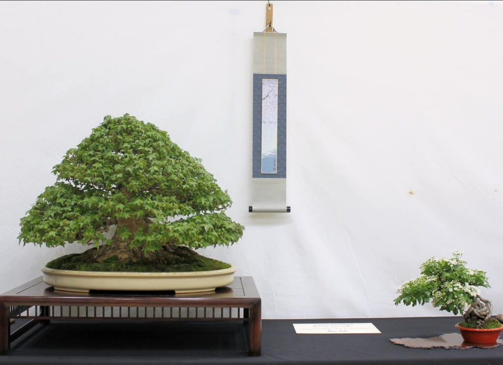Trident Maple and Hawthorn bonsai