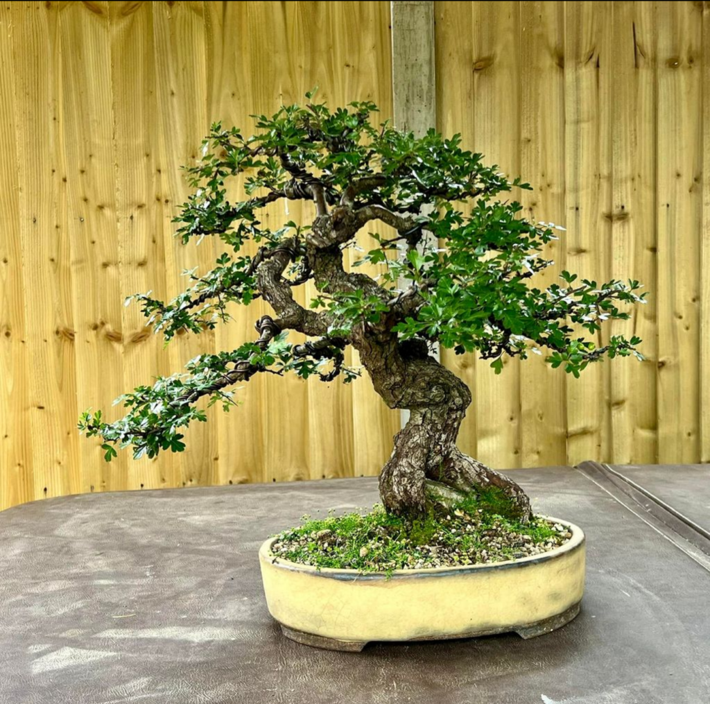 Welsh yamadori Hawthorn bonsai