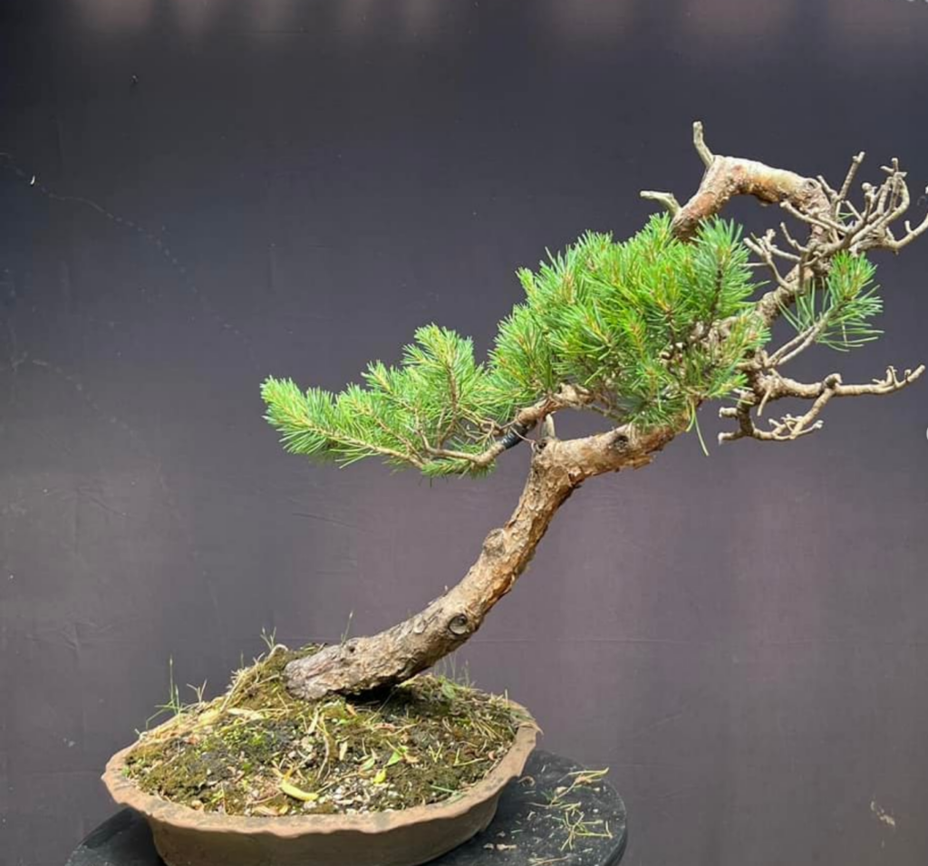 Scots Pine ‘Beuvronensis’ bonsai