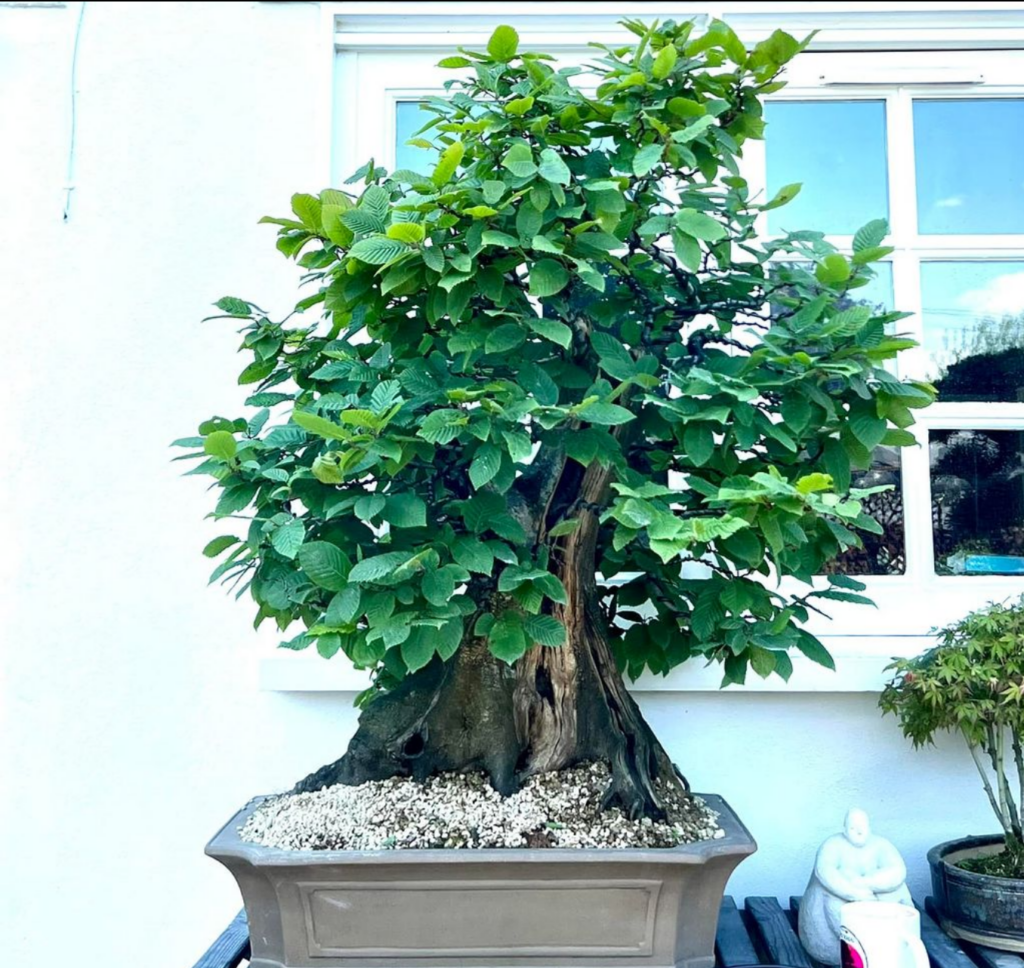 a European Hornbeam bonsai