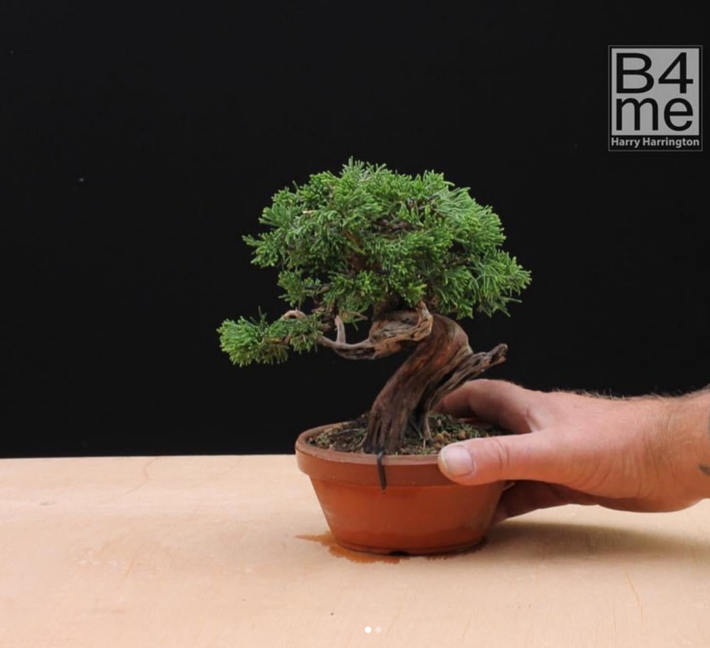 Itoigawa Chinese Juniper bonsai