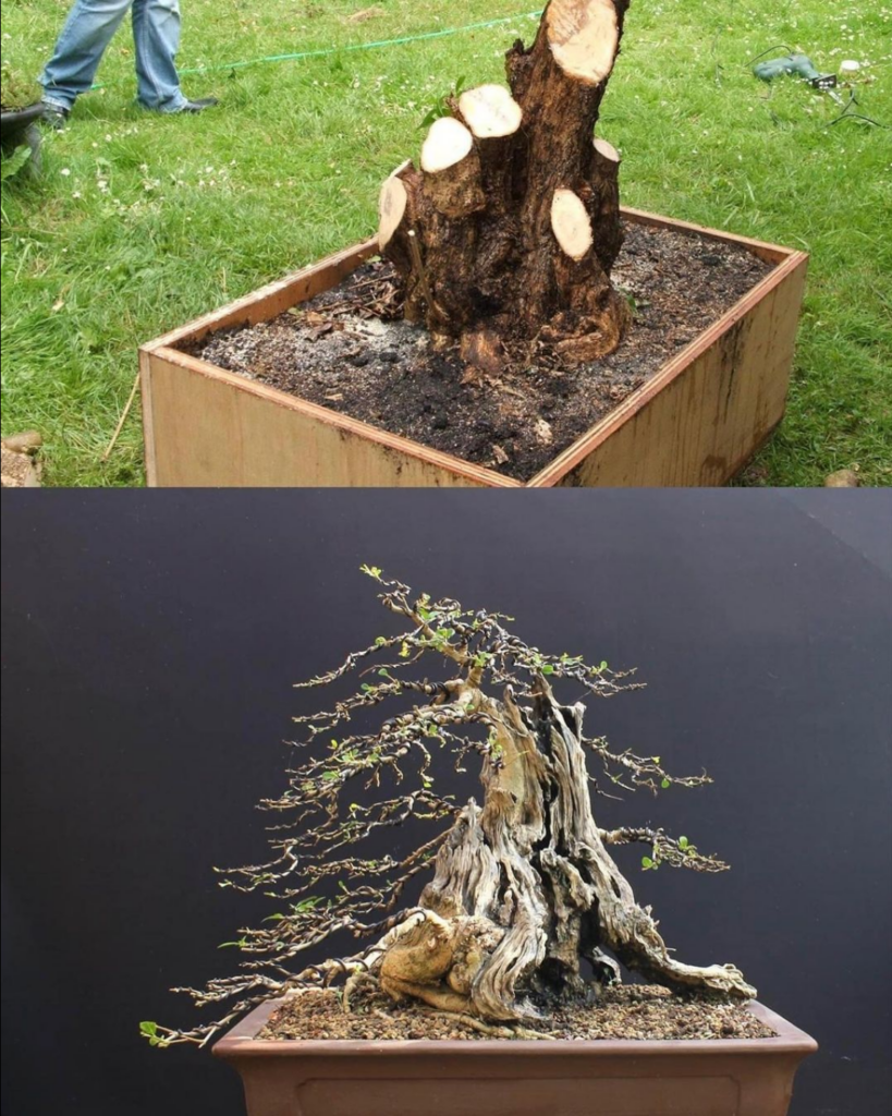 Ligustrum/Privet bonsai