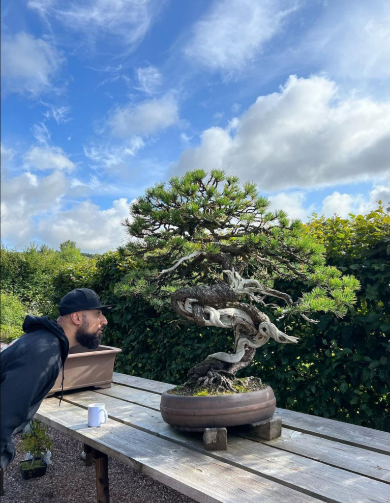 Pine bonsai at Beechfield bonsai