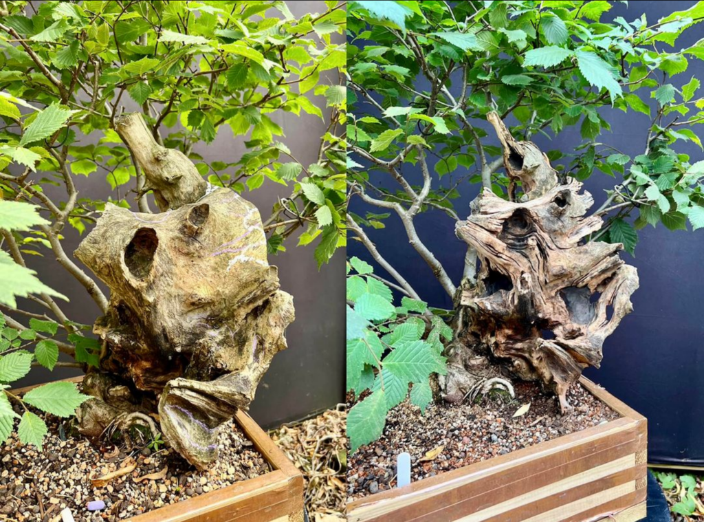 A Ulmus glabra/Whych Elm bonsai