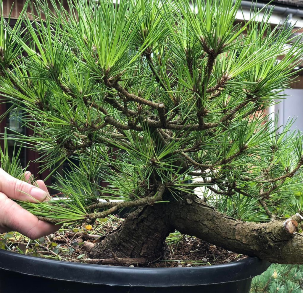 a Japanese Black Pine bonsai