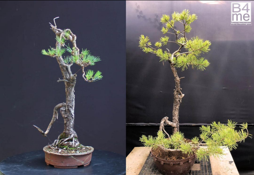Before and after Scots pine bonsai