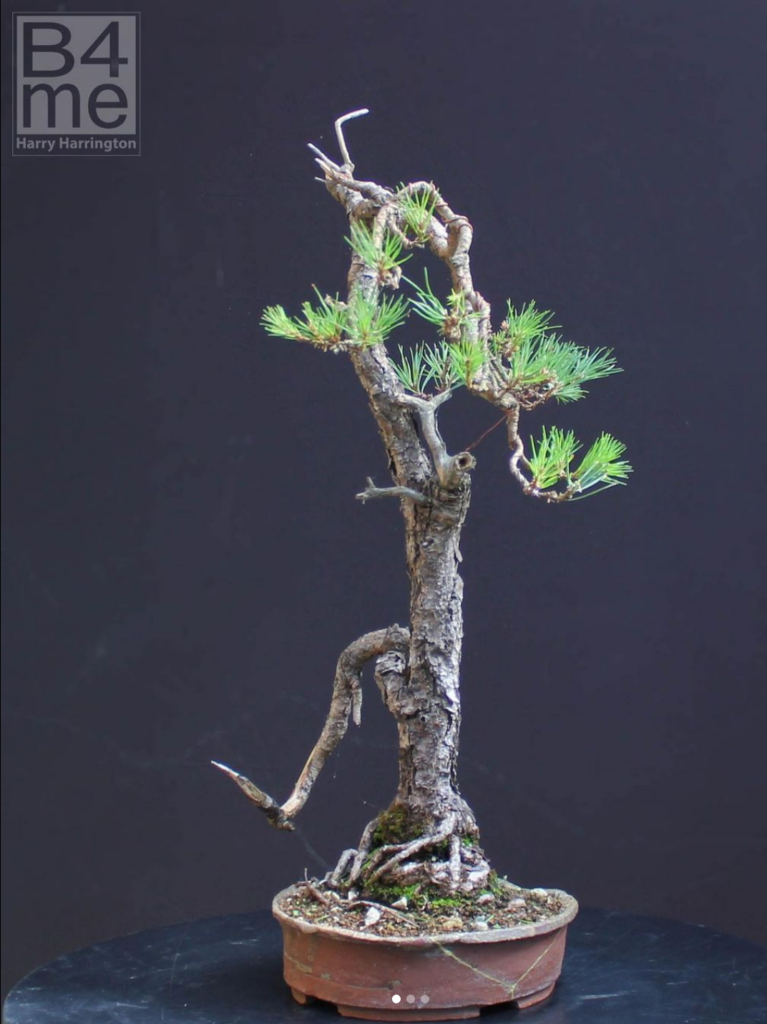 Scots pine bonsai