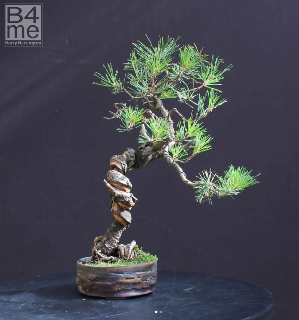 Scots pine bonsai - Jacek Rostkowski