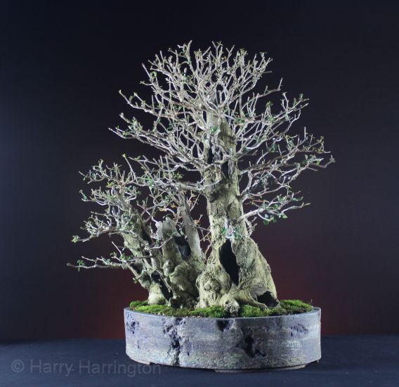 Privet bonsai multitrunk (1)