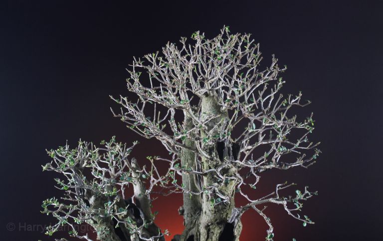Privet bonsai multitrunk