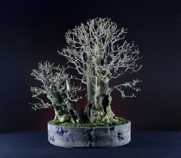 Privet bonsai multitrunk (3)