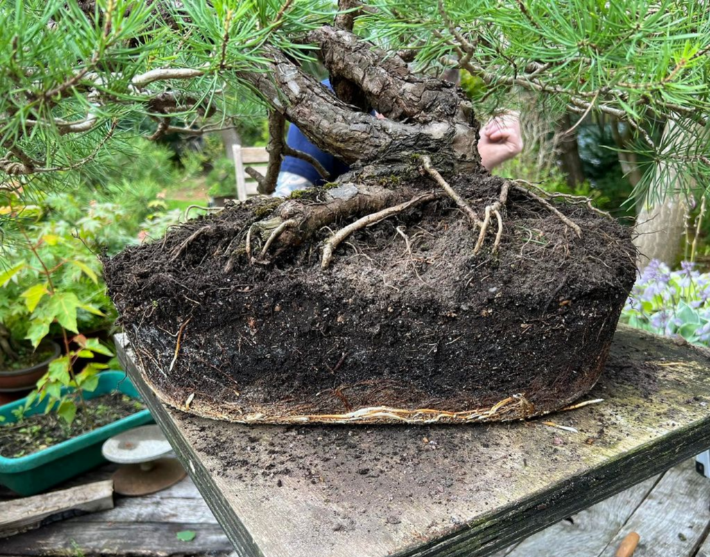 A Scots Pine bonsai