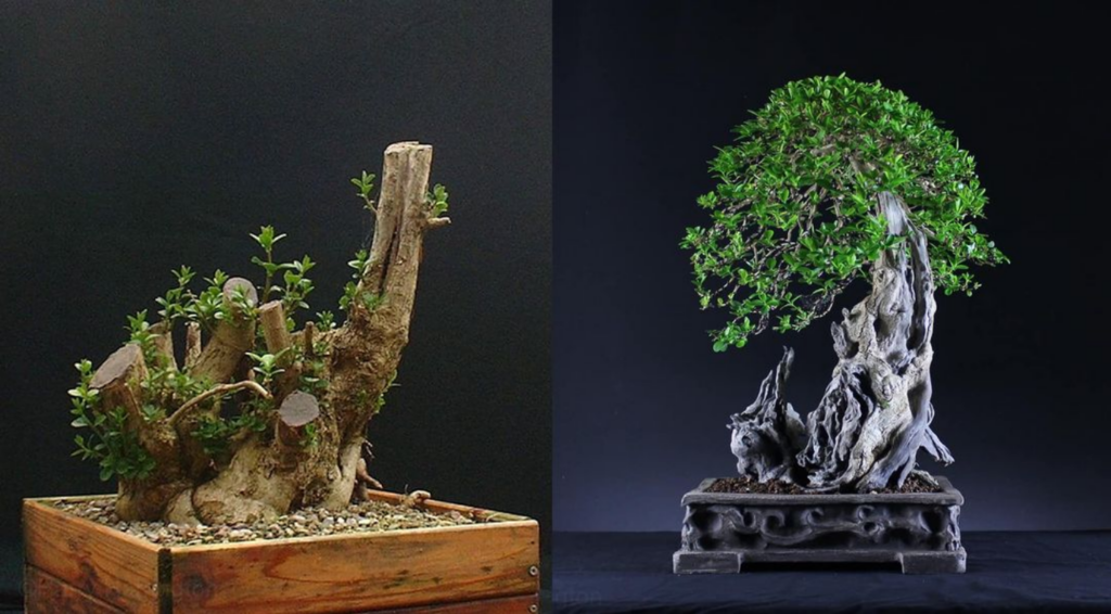 Skull Privet bonsai