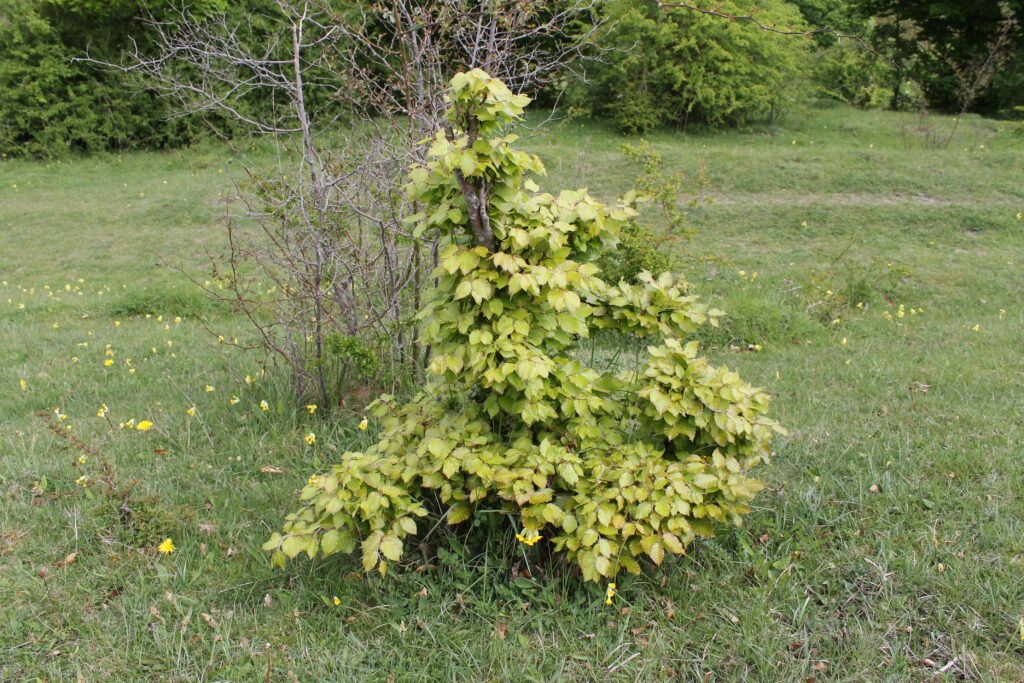 beech yamadori bonsai