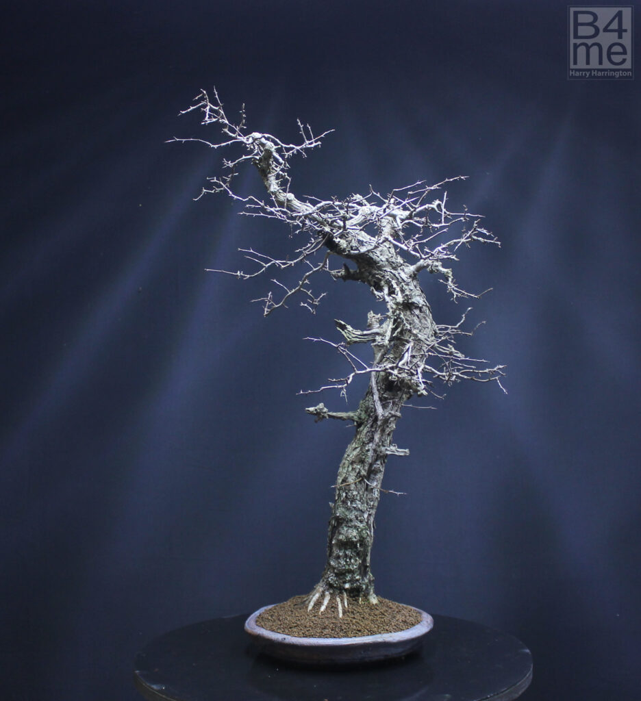 Hawthorn bonsai yamadori