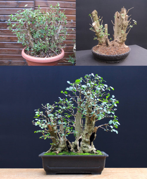 privet bonsai harry harrington