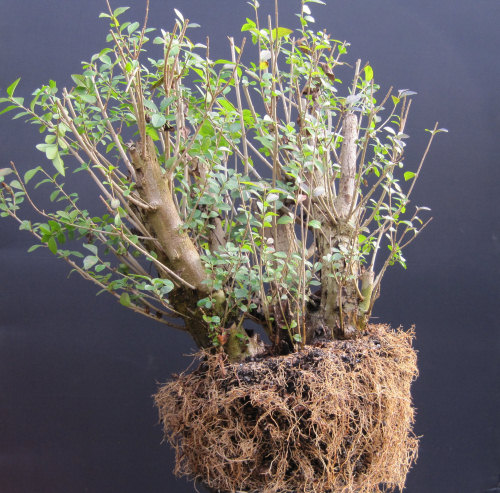 privet bonsai repotting