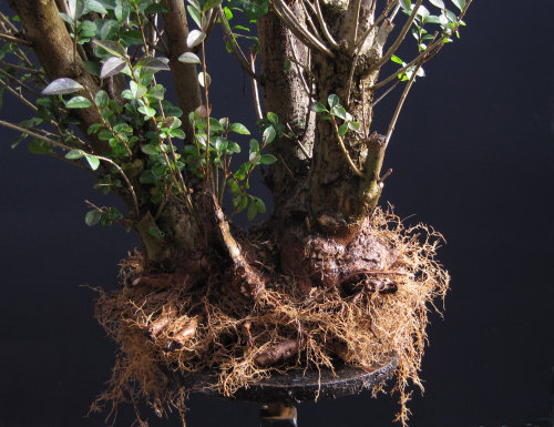 privet bonsai repotting