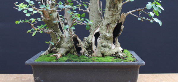 privet bonsai deadwood