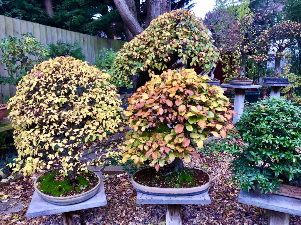 Autumn Fall Leaves On Bonsai