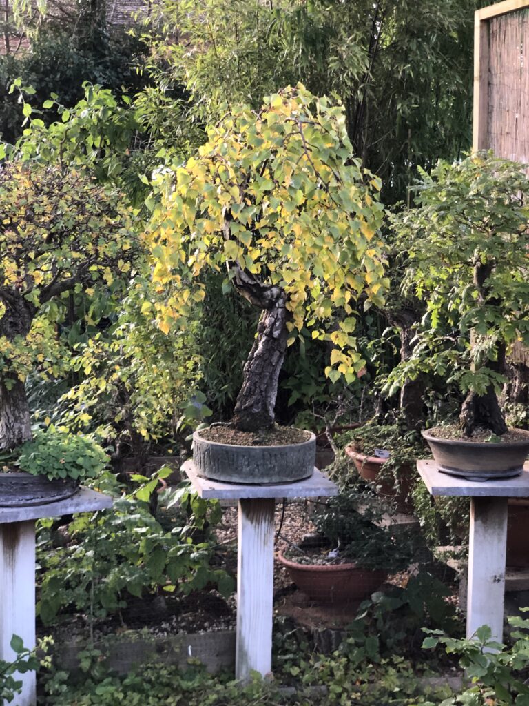 Autumn Fall Leaves On Bonsai