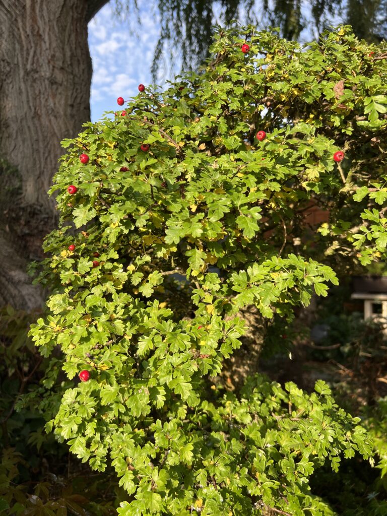 Hawthorn bonsai yellow inner leaves