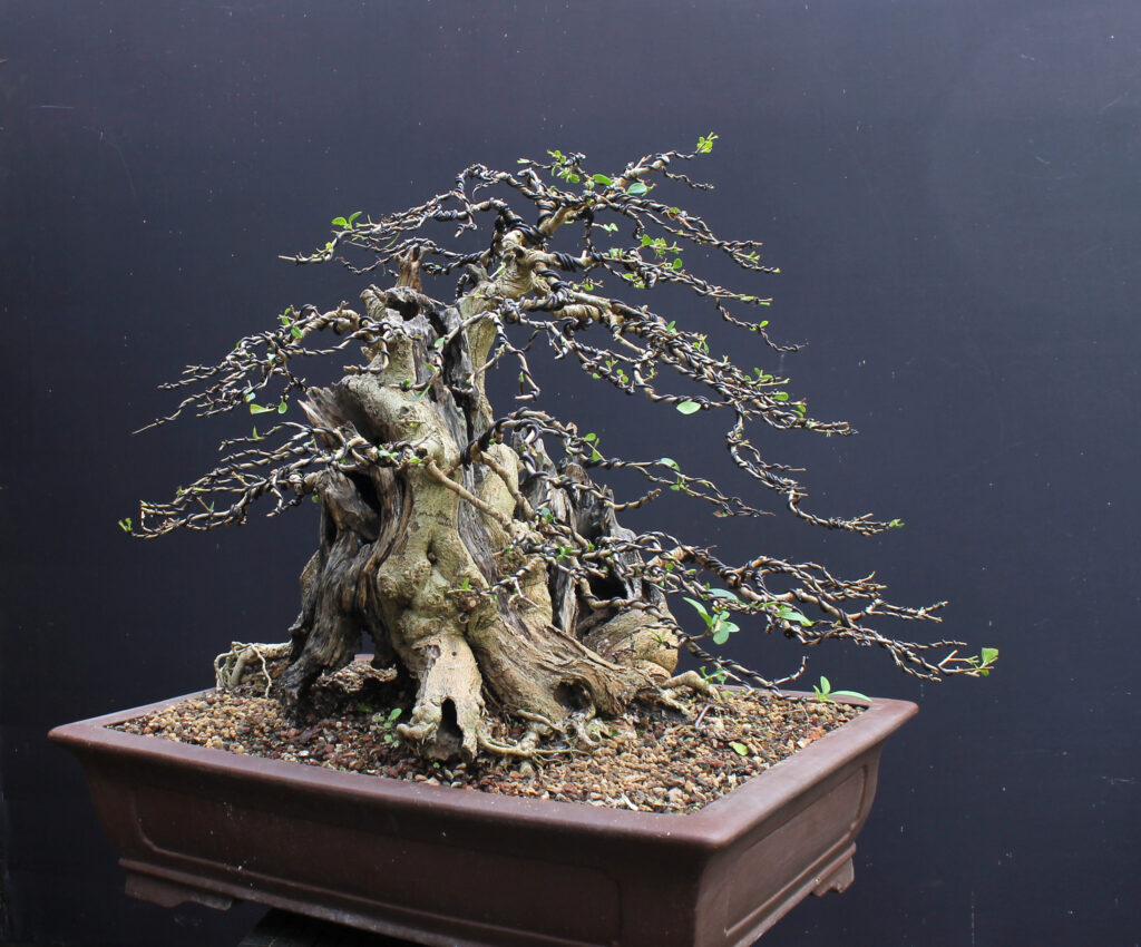 Privet bonsai by Harry Harrington