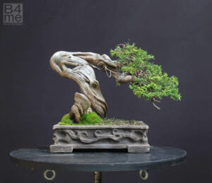 Sabina Juniper bonsai September 2023 by Harry Harrington