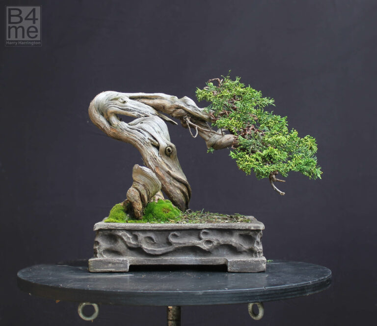 Sabina Juniper bonsai September 2023 by Harry Harrington