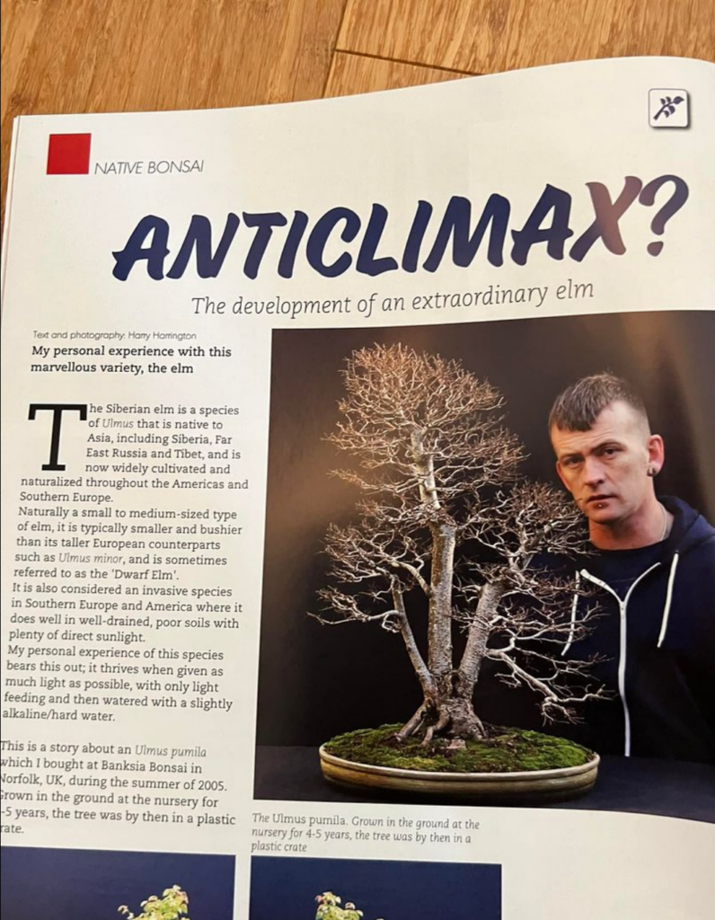 Siberian Elm bonsai in Bonsai Focus magazine